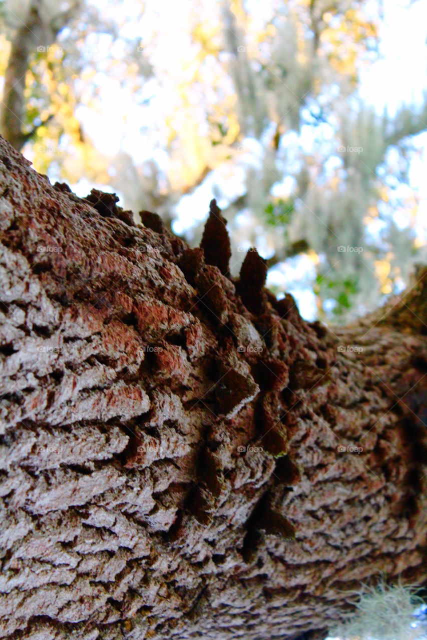 Beautiful tree bark