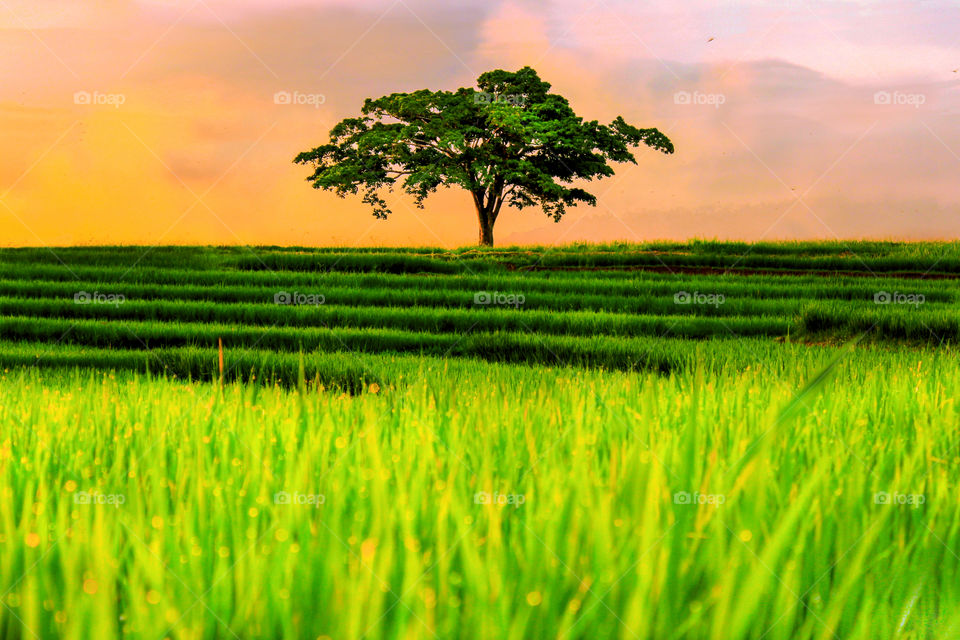 lonely tree in rice fields