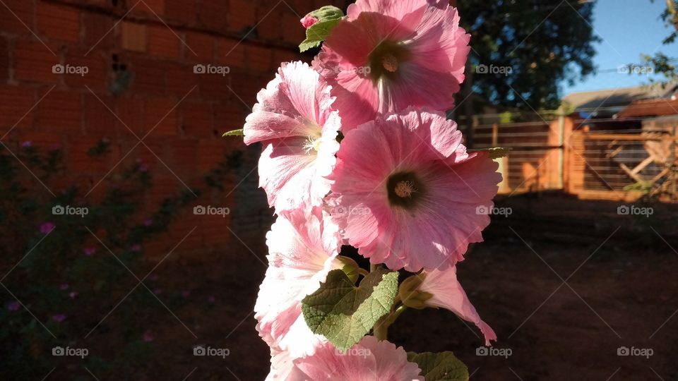 Flores de cor rosa claro suave. Perfeitas e naturais.