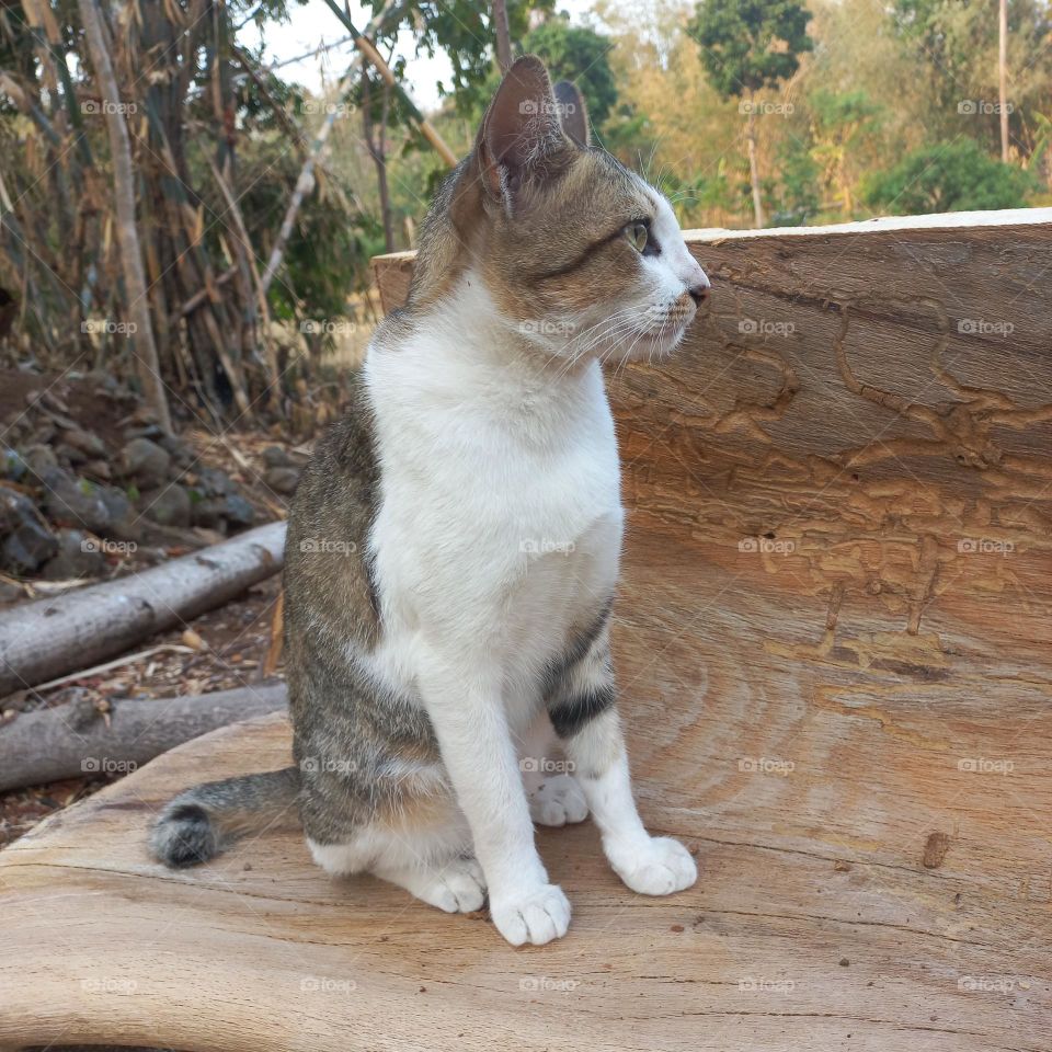 Beautiful cat sitting on a piece of wood