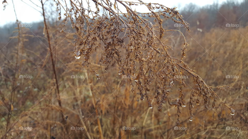 warm winter after a rain