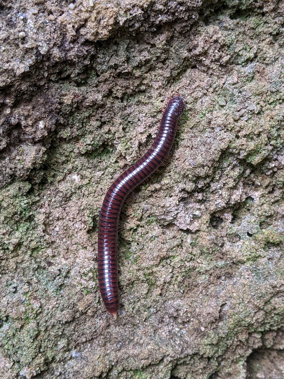 millipede