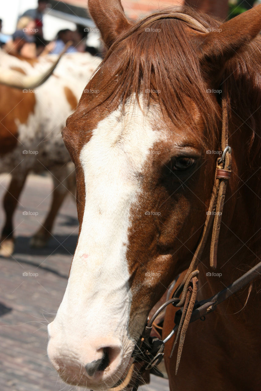 Stock Yards Cattle Drive horse