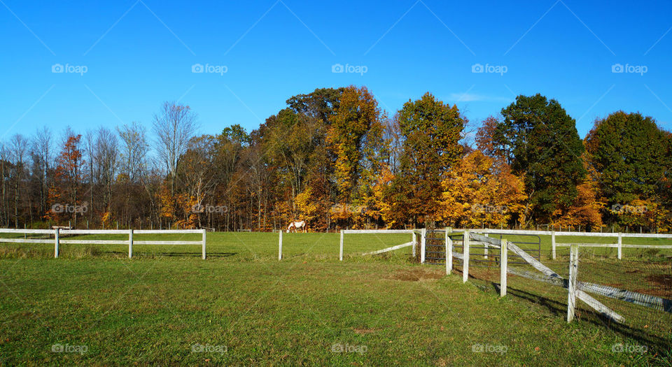 Ohio Pasture