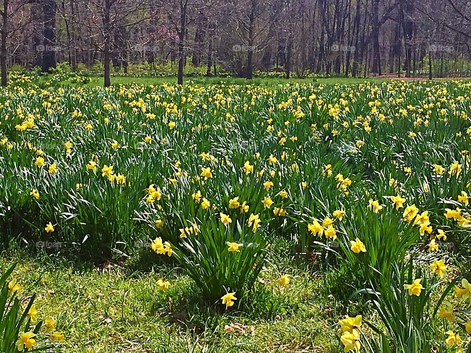 Daffodils glade