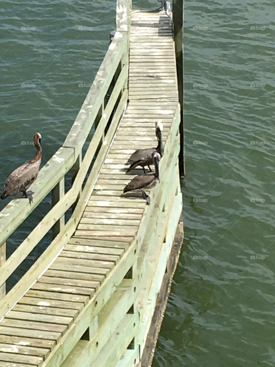 Pelicans on the doc