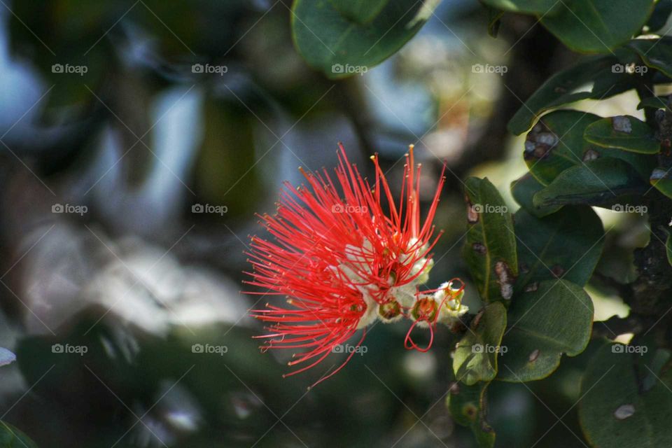 Lehua Blossom