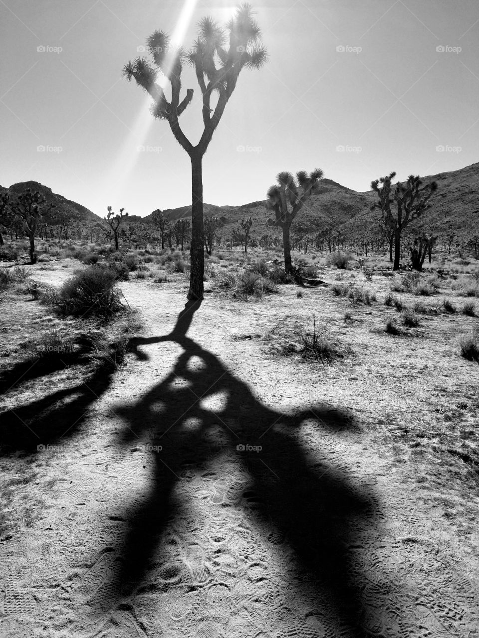 Joshua Tree National Park b&w