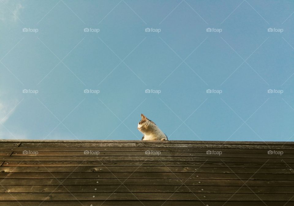 cat on roof