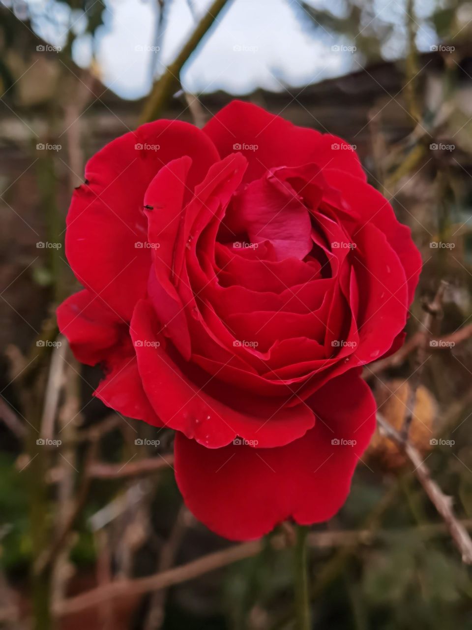 red rose