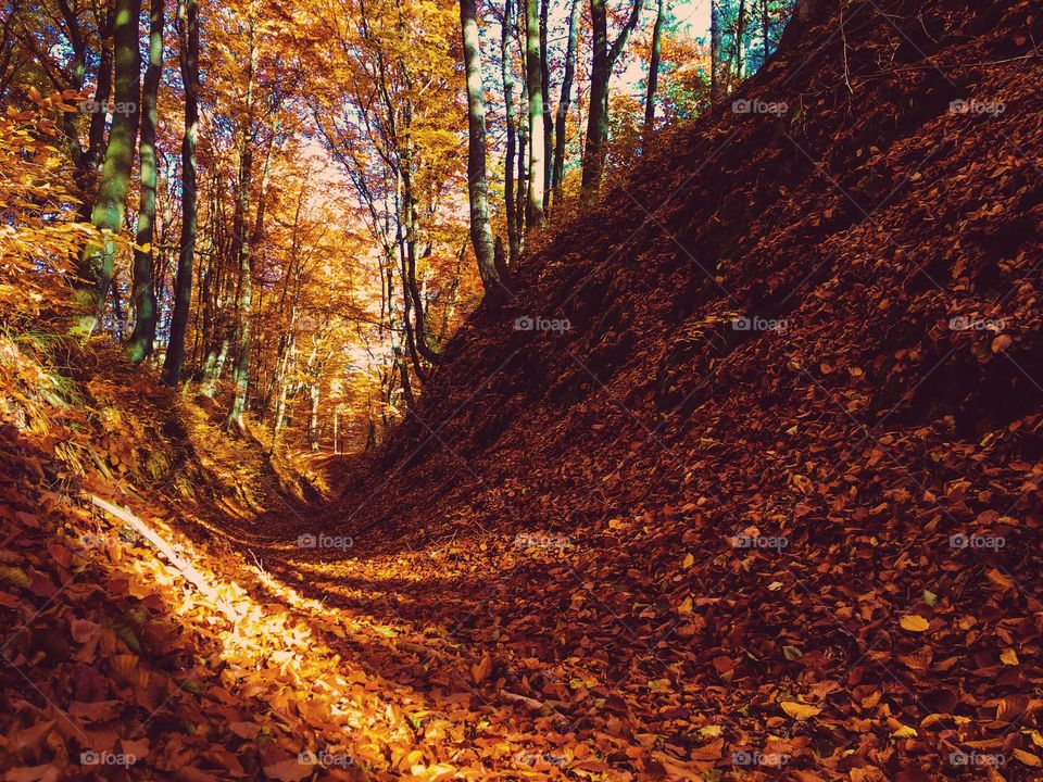 Scenic view of autumn trees and leaves