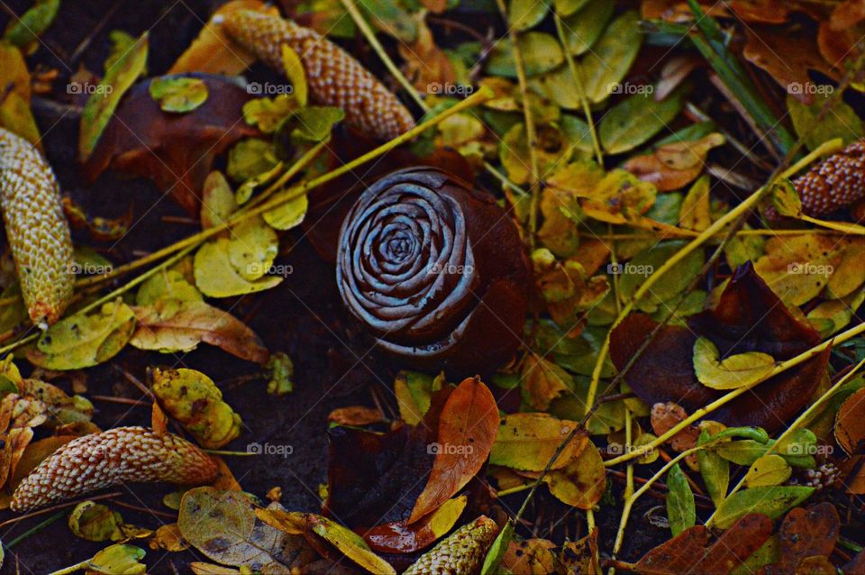 the colors of Nature in fall season at a park in Citrus Heights California