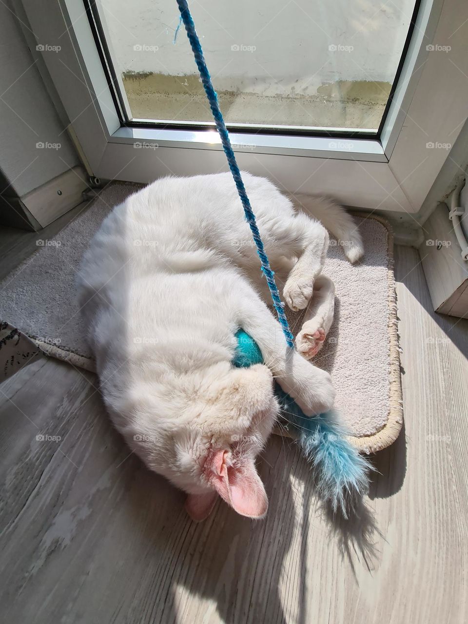 Cute on the outside but still a predator on the inside. And once again here's my white cat!