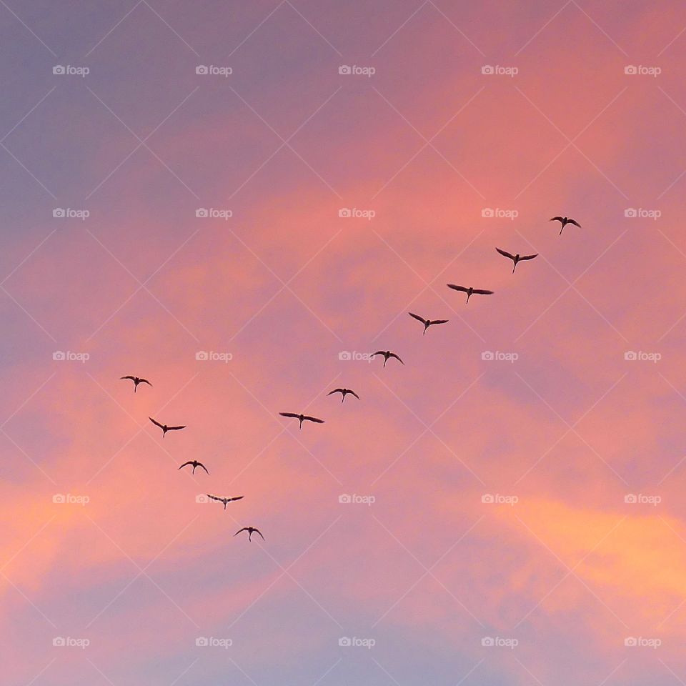 birds flying