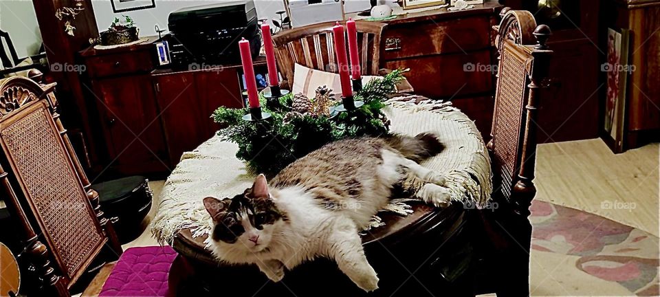 The evergreen reef with four red candles tells us that the time of advent in the four weeks up to Christmas has arrived. Inspired by this “Linda”, the cat from “Bavaria” sprawls out comfortably on the oval antique table. 2023. Hypnotic Productions