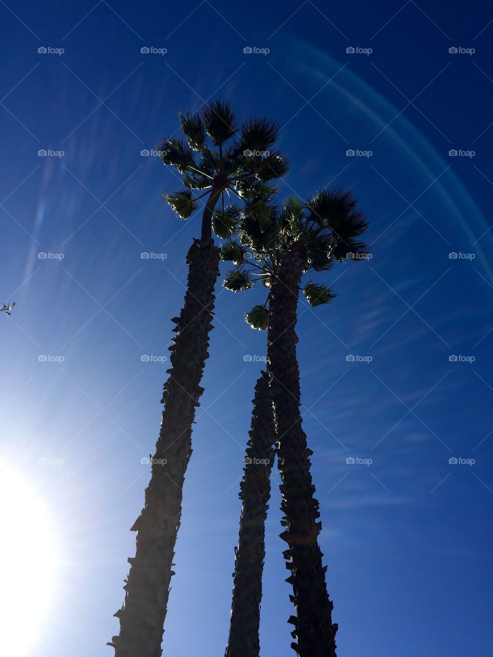 Palm Tree Silhouettes