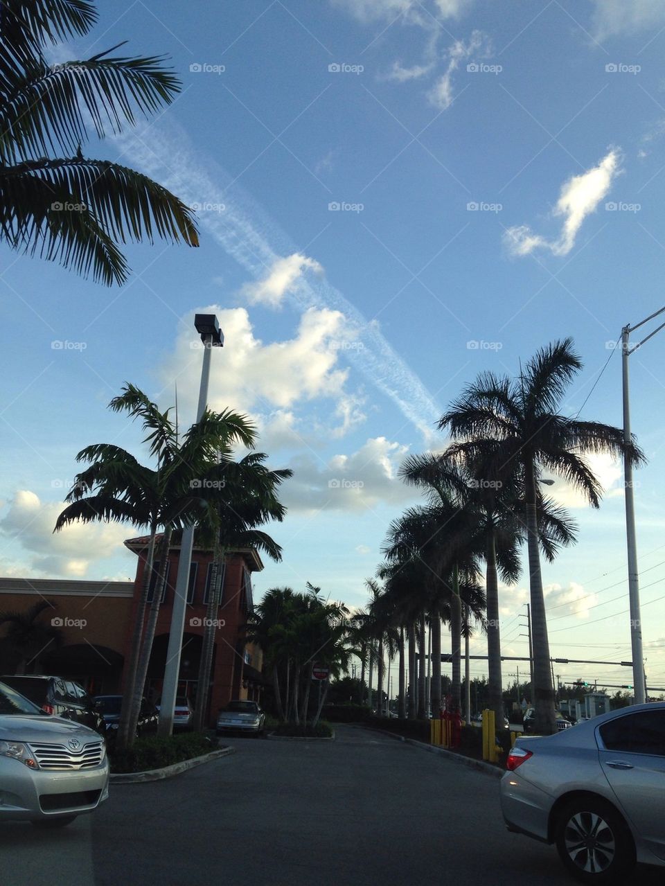 Beautiful palms of Miami