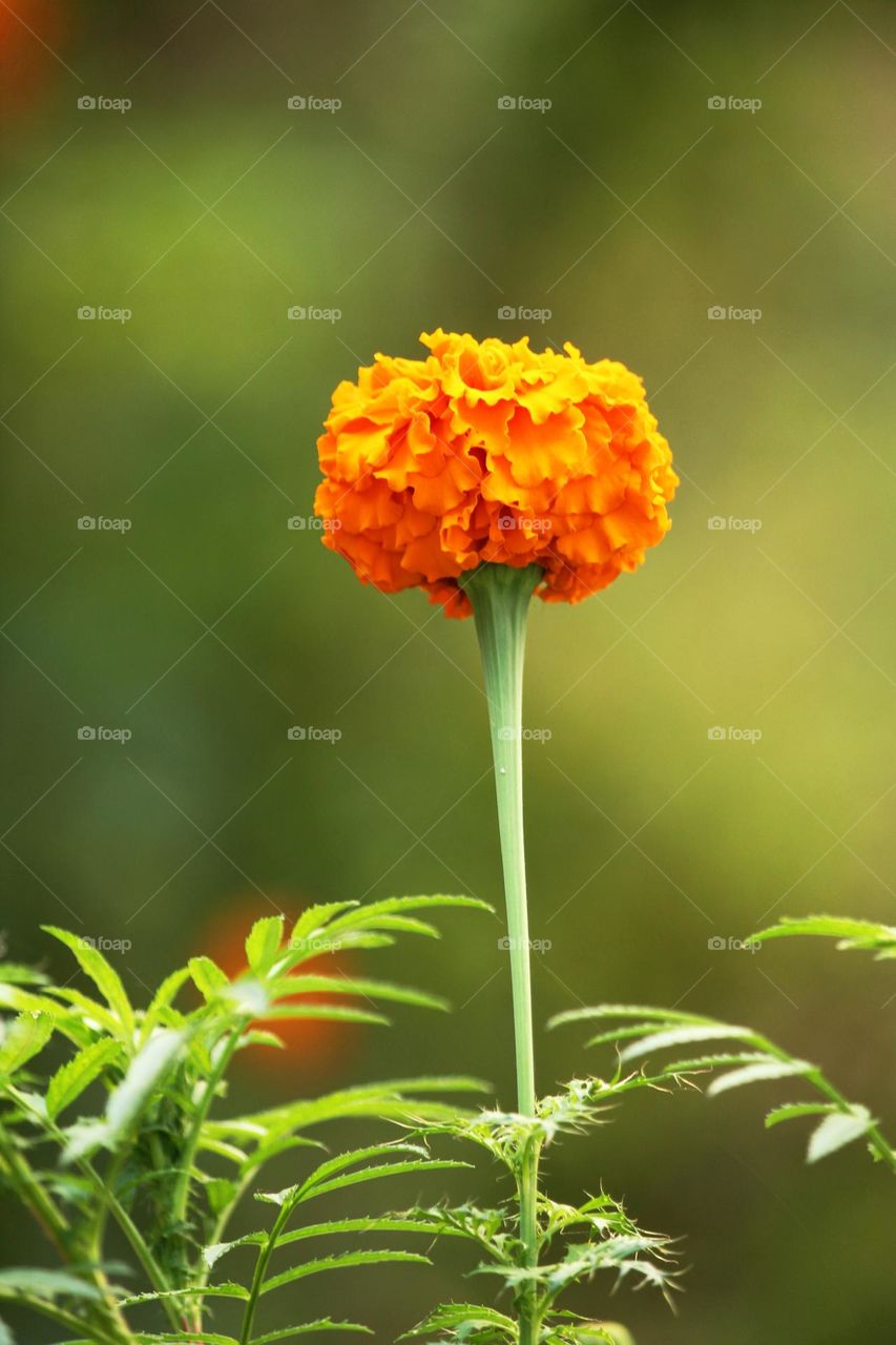 Marigold flower