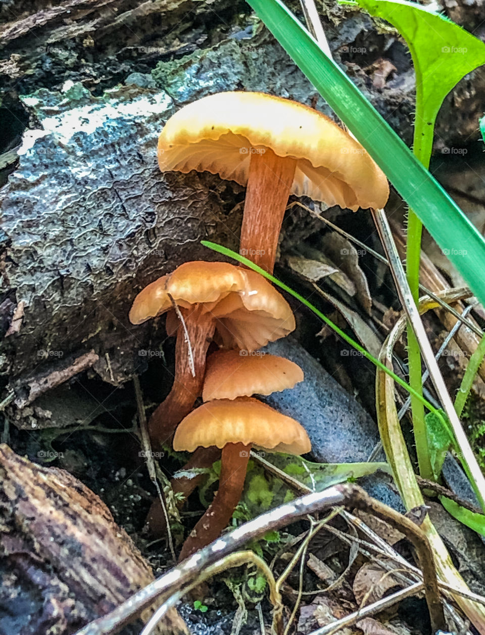 Mushrooms - Hydnangiaceae family, growing out of the leap litter