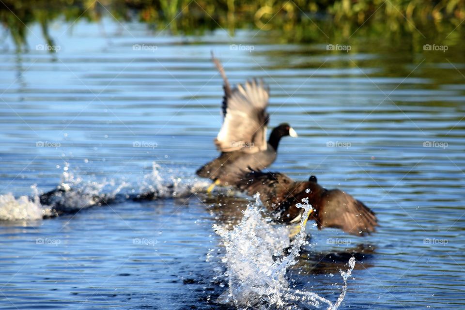 Duck landing