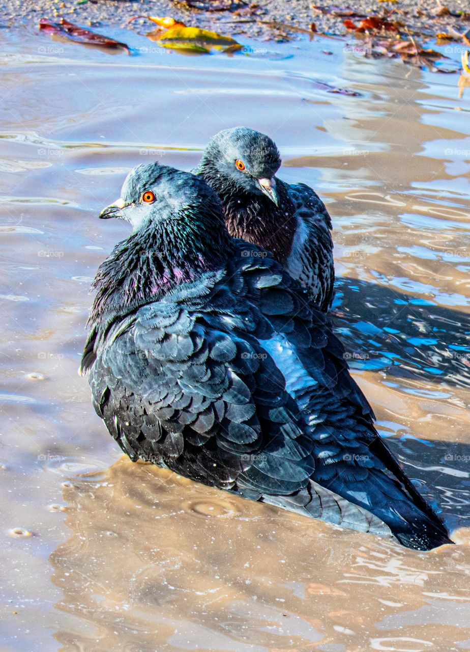 Pigeons in the puddle