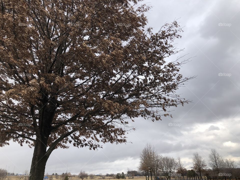 Tree and sky