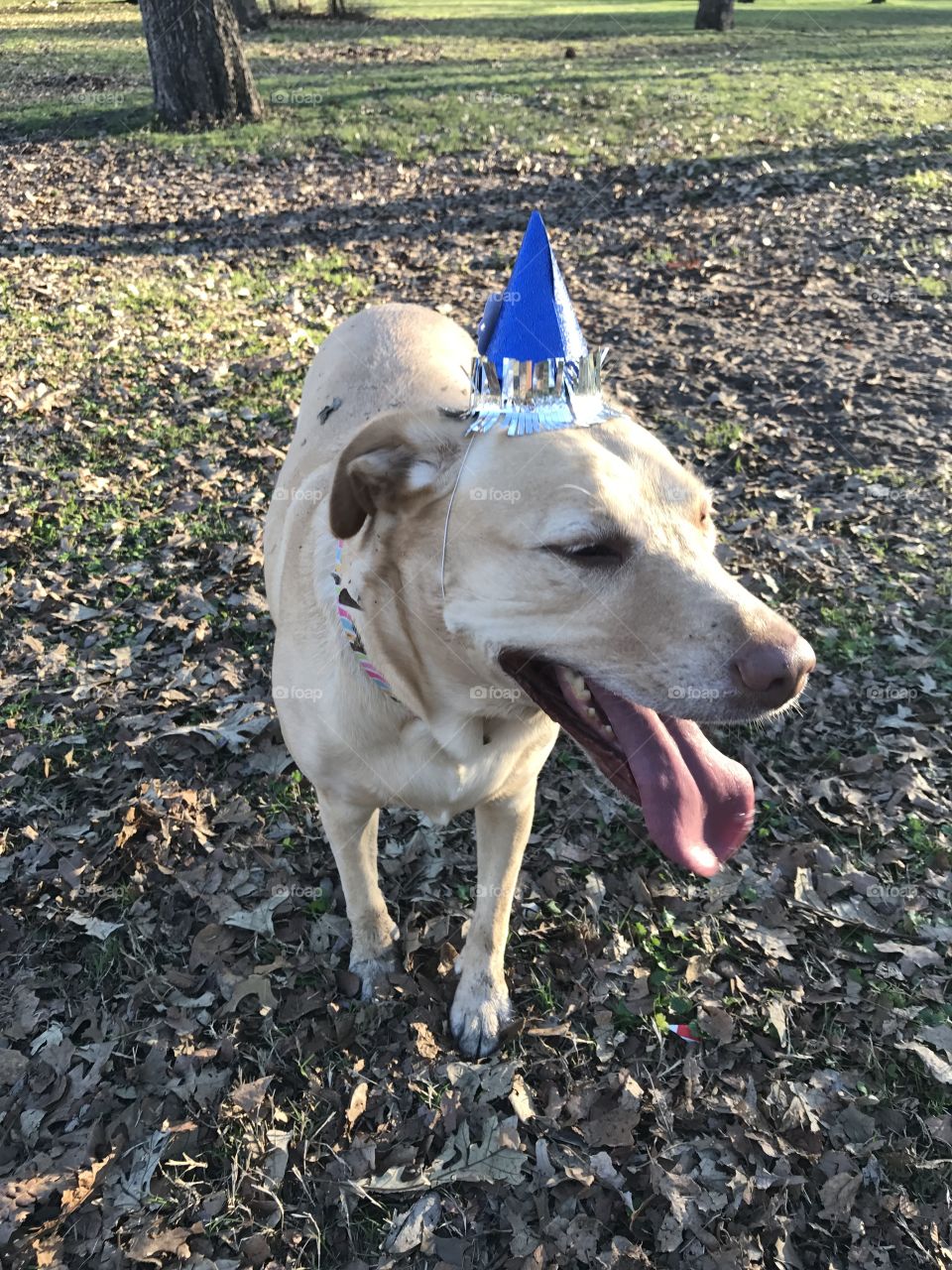 yellow lab at a birthday party