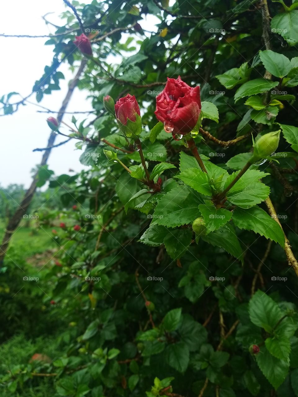 rain drops on the chinarose bud in garden.