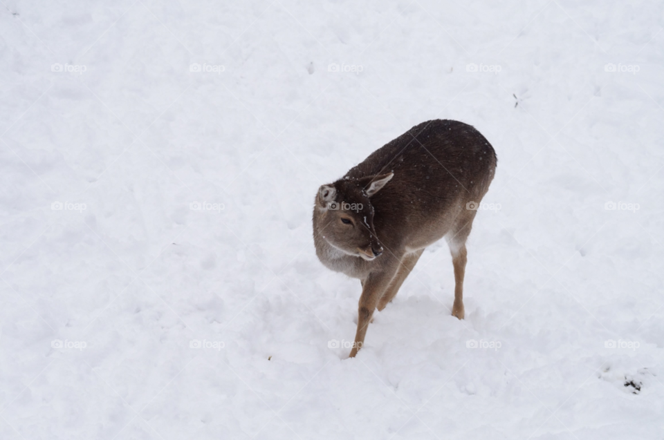 snow winter cold deer by lexlebeur