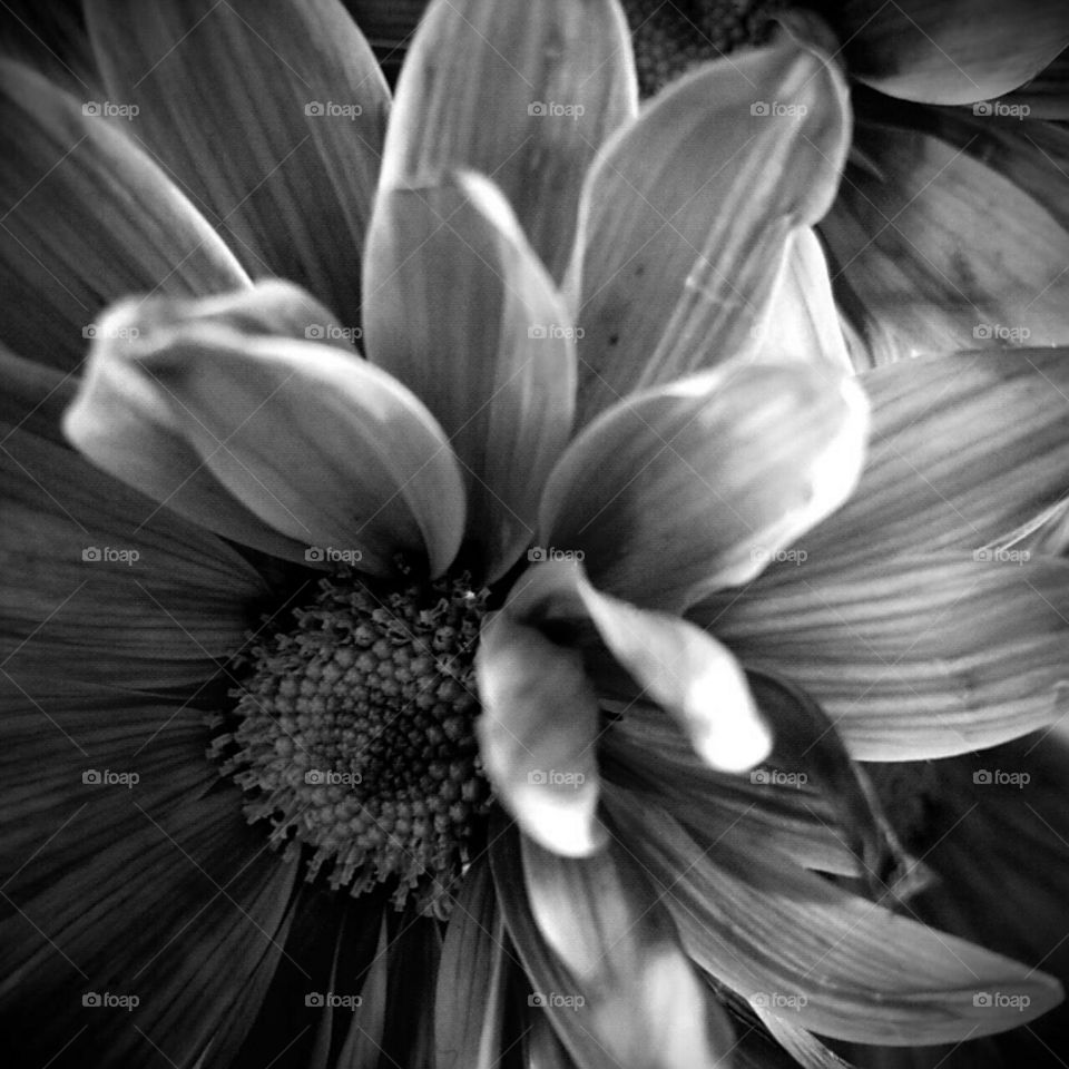 Flower, Nature, Monochrome, Flora, No Person