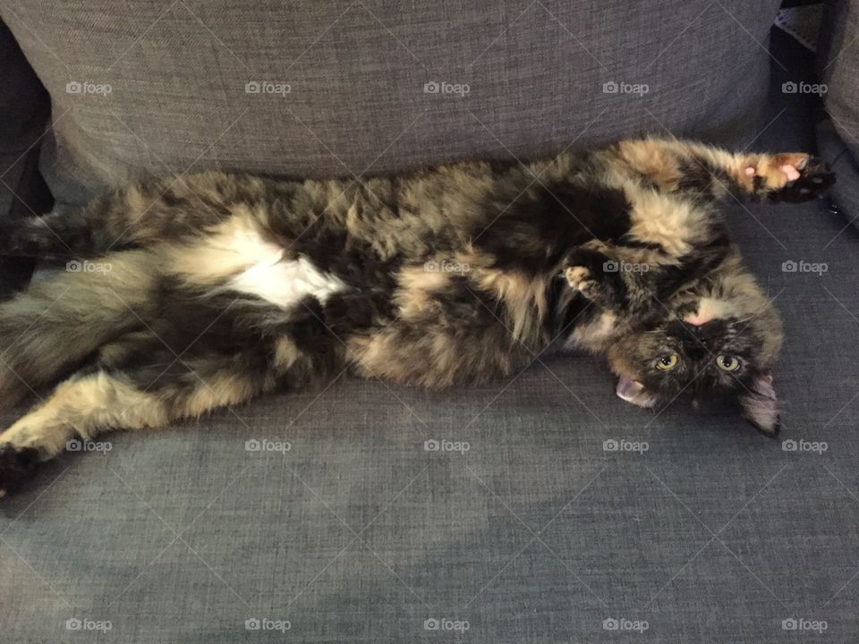 Lazy cat passing out on the couch 