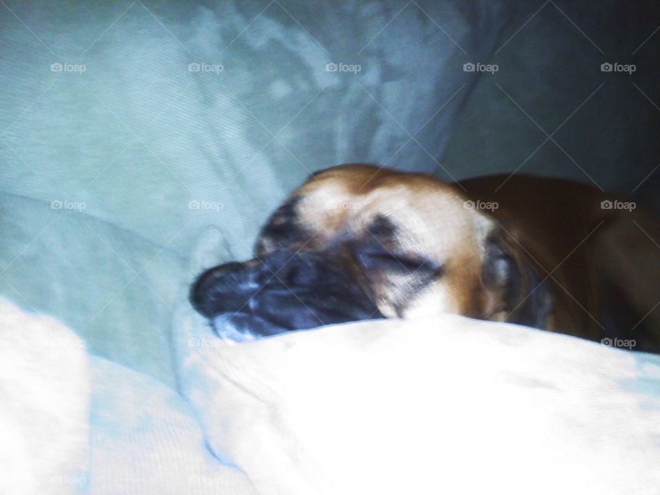 Sleeping boxer