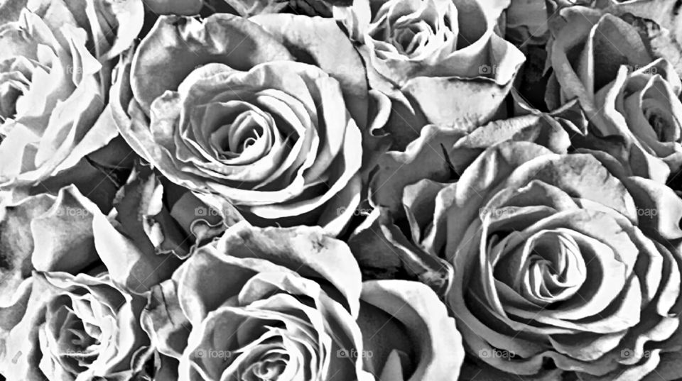 Roses in black and white!