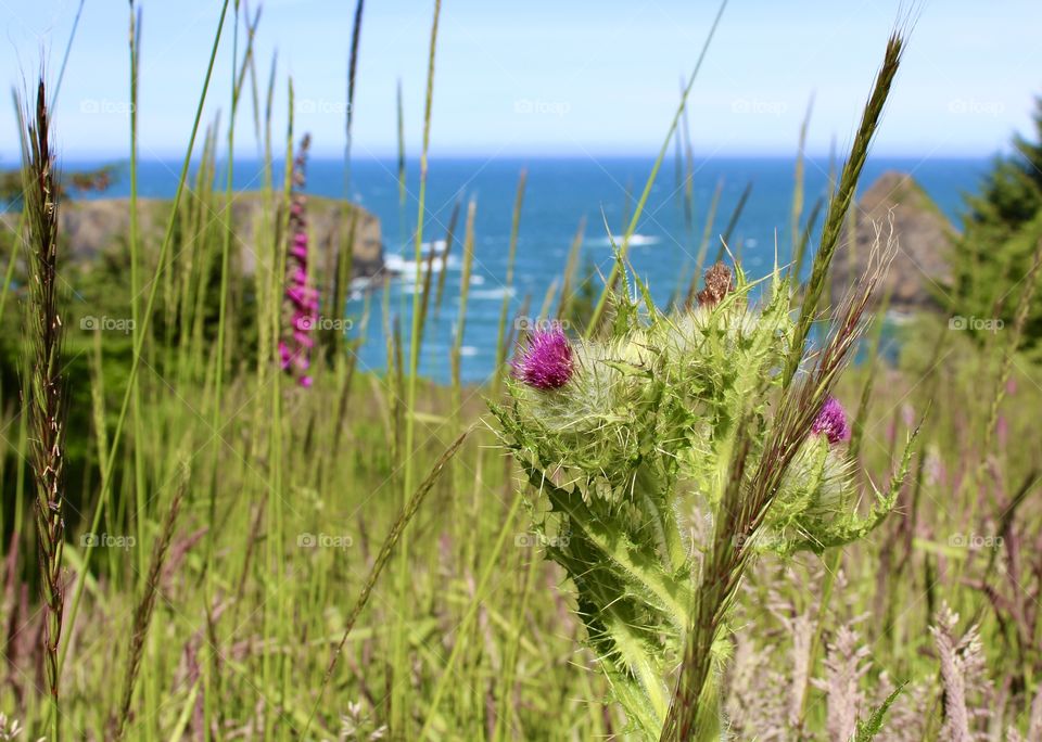 Thistle Flowering at Whale Head’s Overlook in Brookings, Oregon USA; Flora