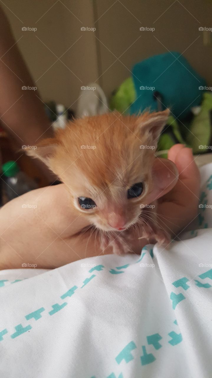 baby orange tabby kitten 3 days