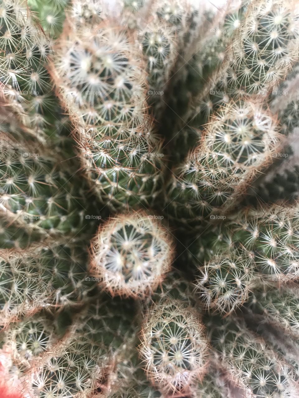 Cactus, Sharp, Spine, Prickly, Back