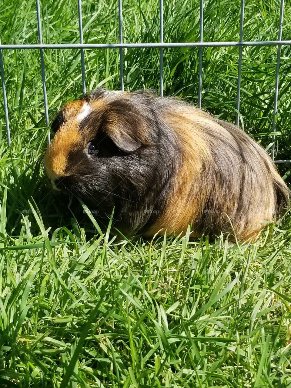 Animals having a hay day