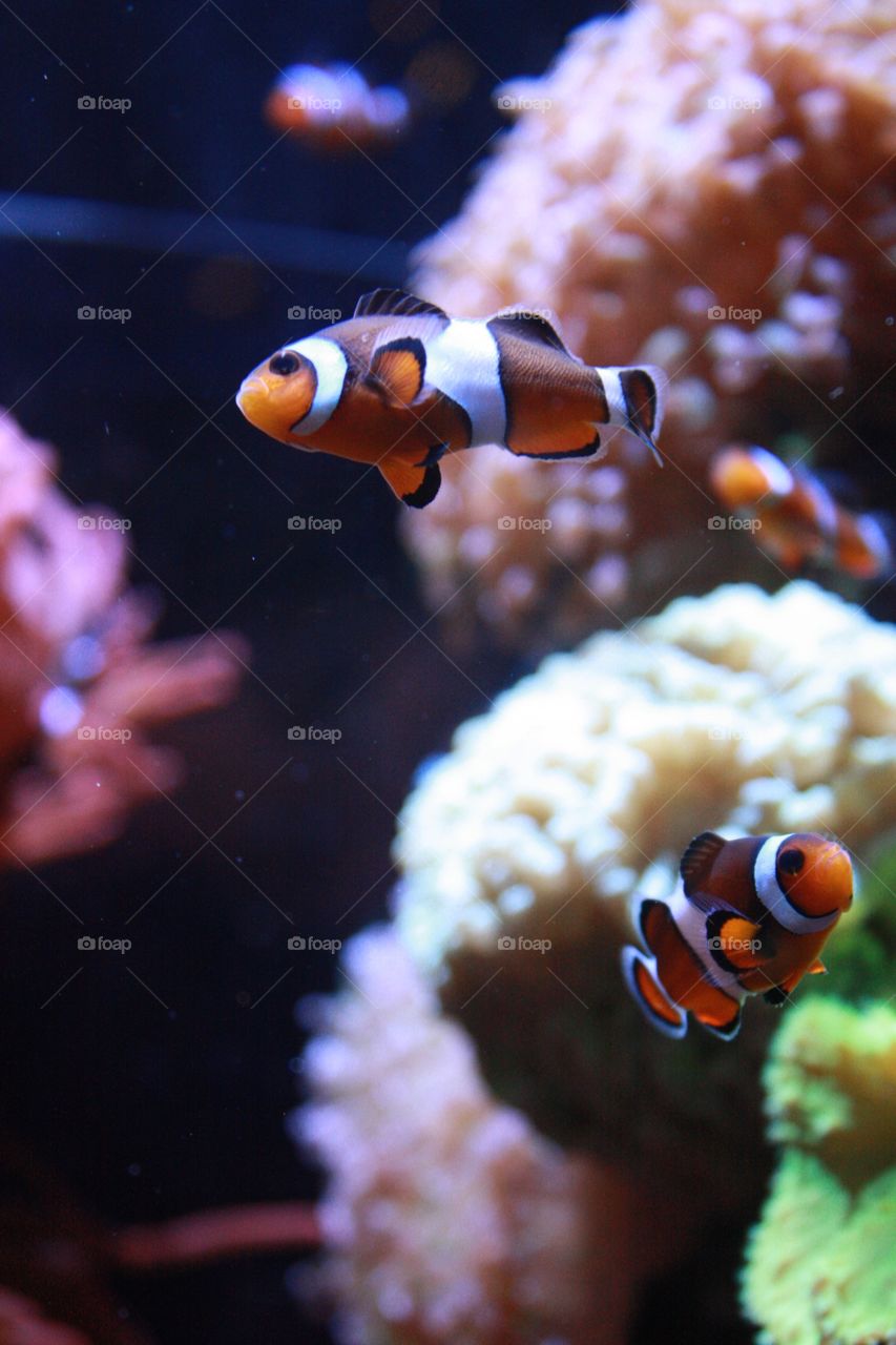 Two clown fish messing around 