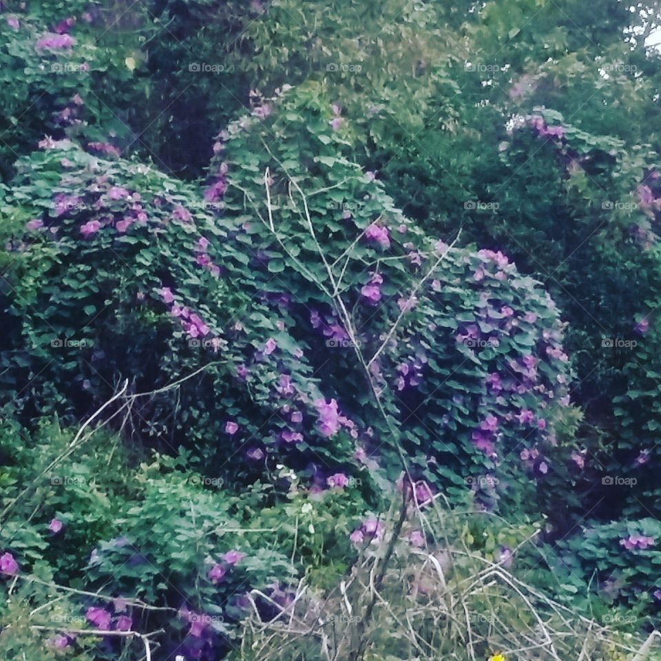 wild passion vine growing wild amongst the woods