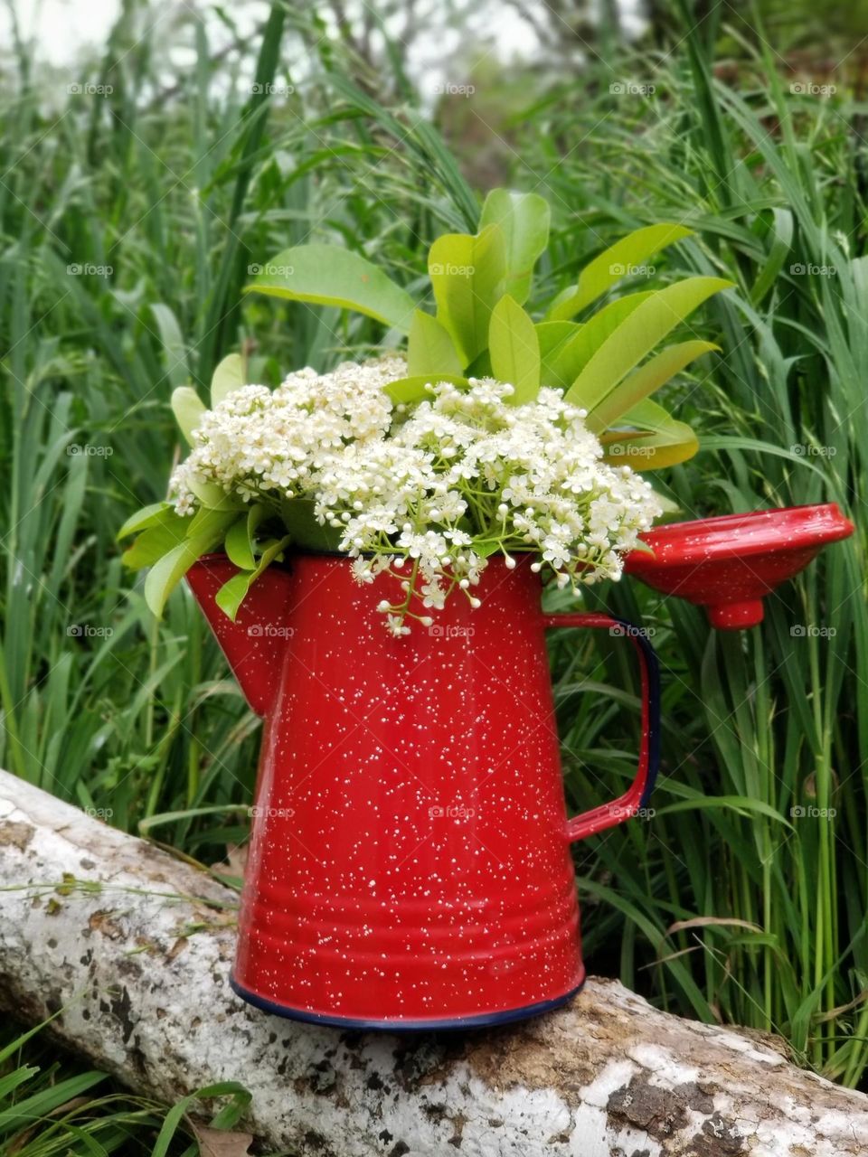 Red Campfire Coffee Pot Being Used as a Vase Filled with flowers