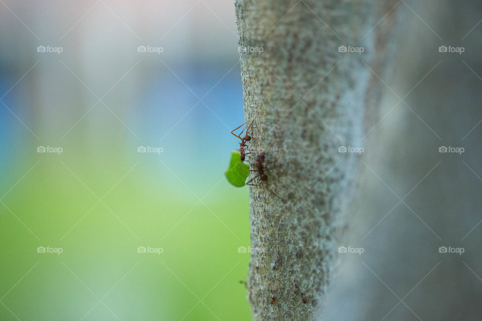 Ants carrying a leaf