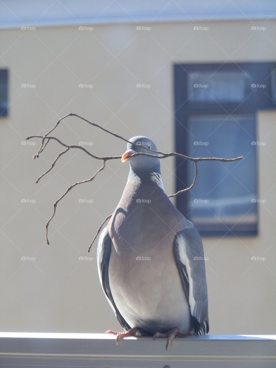 Pigeon with a twig