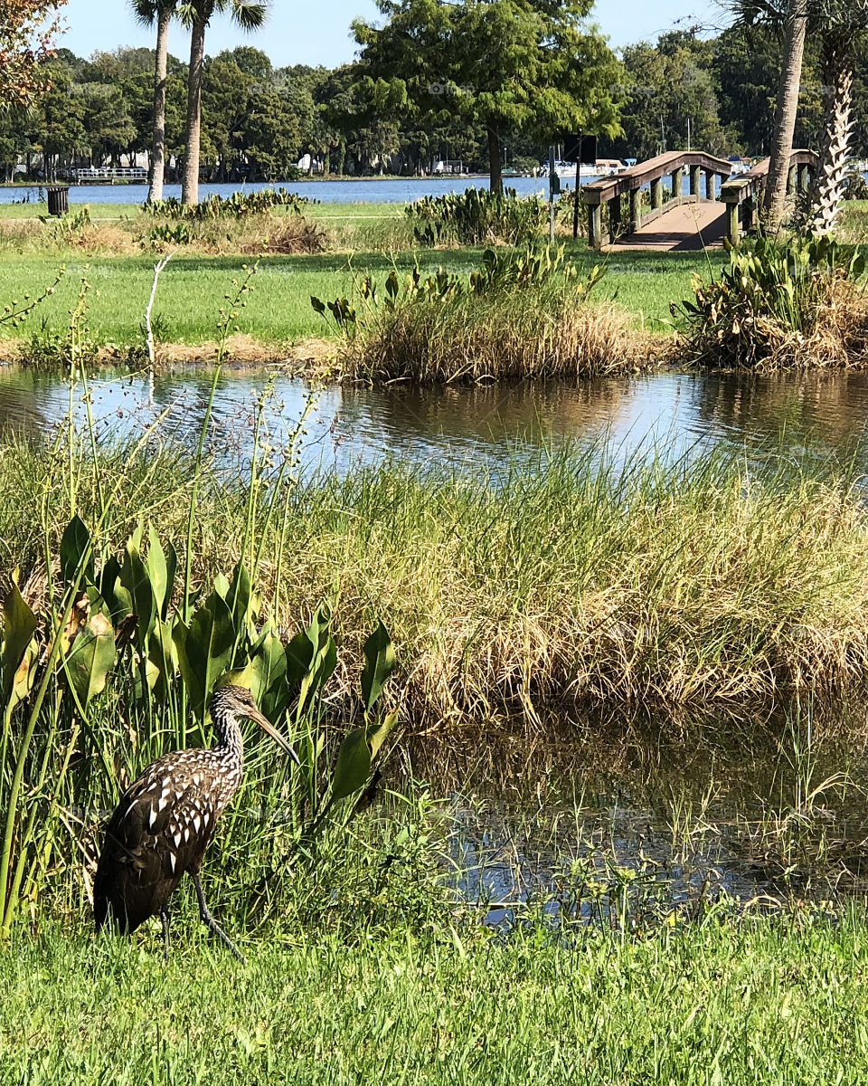 Limpkin near ponds and bridge