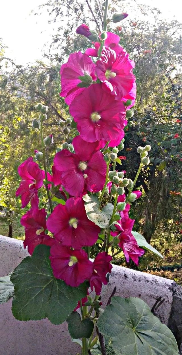 most beautiful and attractive flowers in the garden.