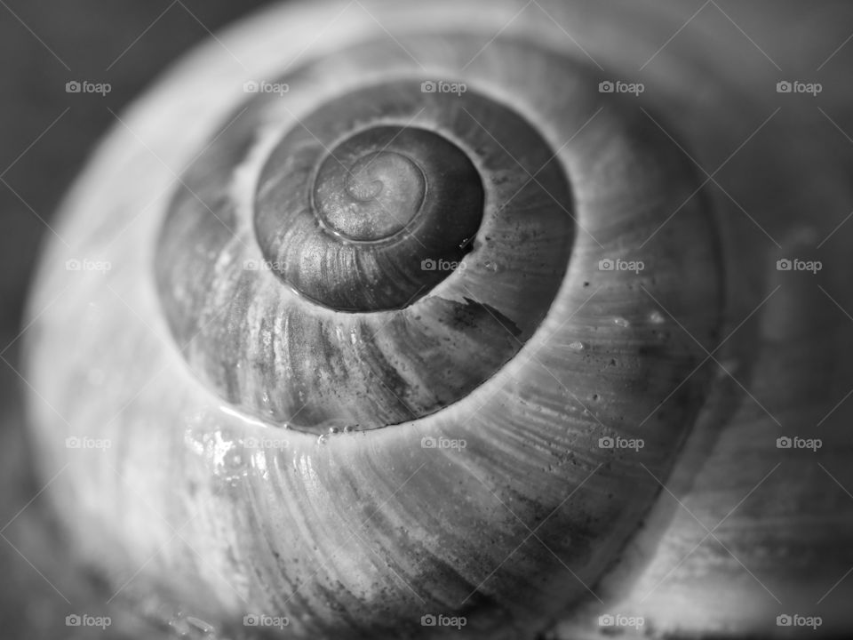 Snail shell