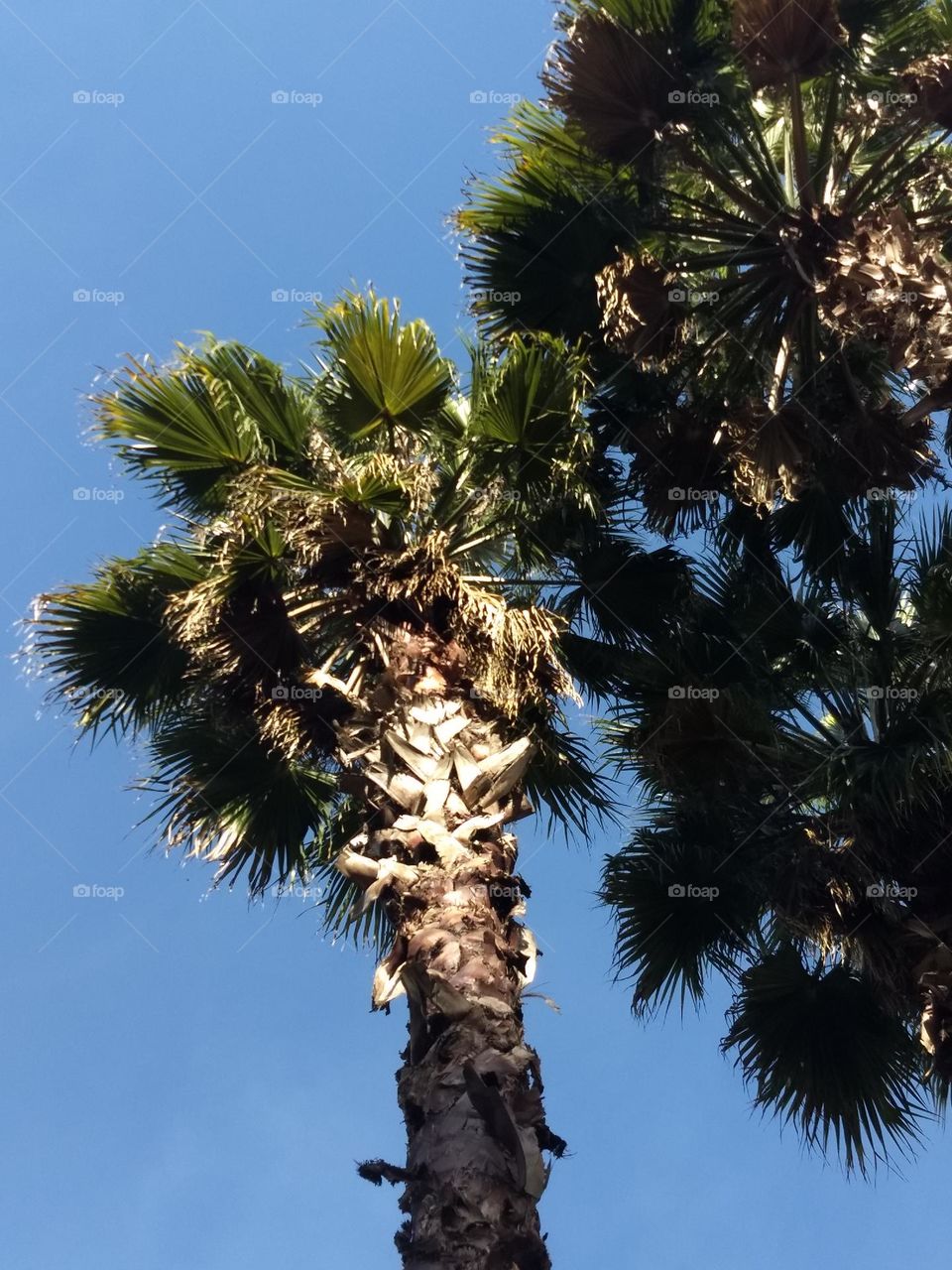 palmtree and blue sky