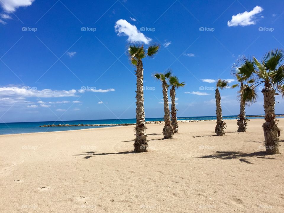 Palm trees on the beach 