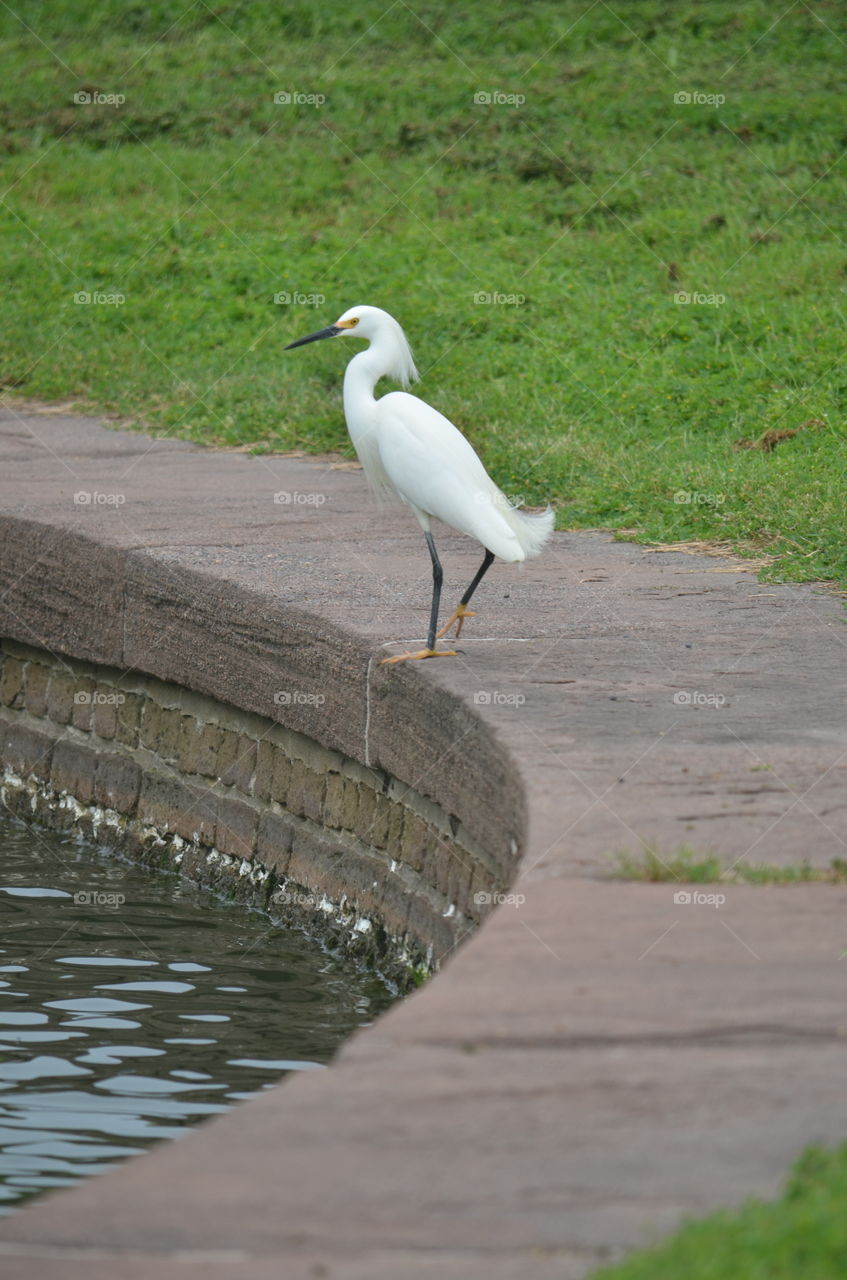 Savannah Egret