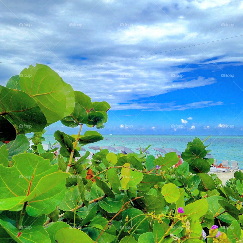 Leaf, Nature, Flora, Summer, Sky