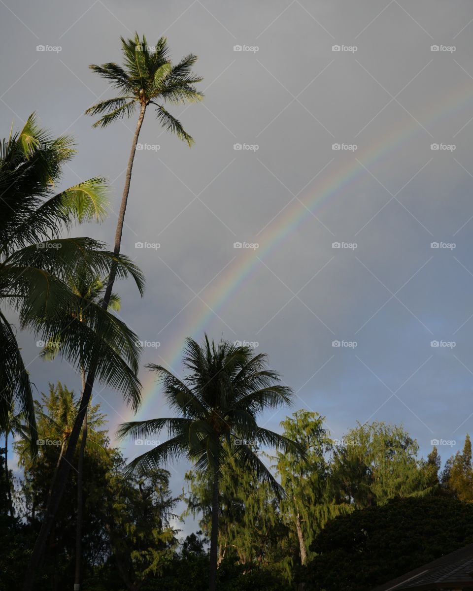 Rainbow among palm trees in tropical Hawaii 